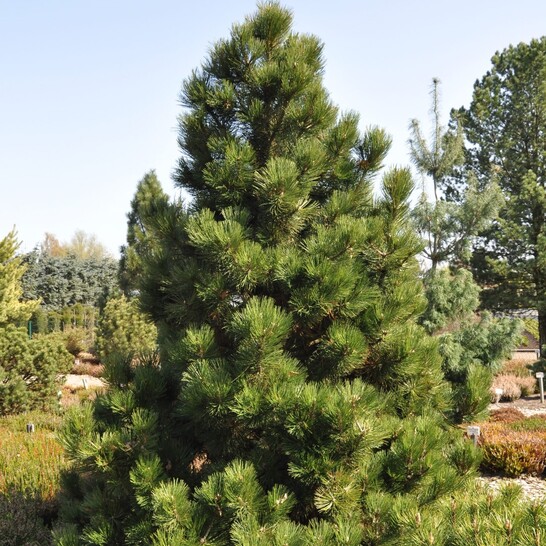 Сосна белокорая Малинки: купить саженцы Pinus leucodermis Malinki в Москве по цене 5200 ₽