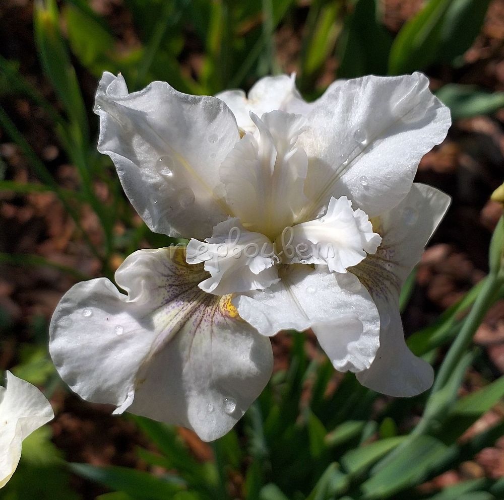 Ирис сибирский not quite white фото и описание