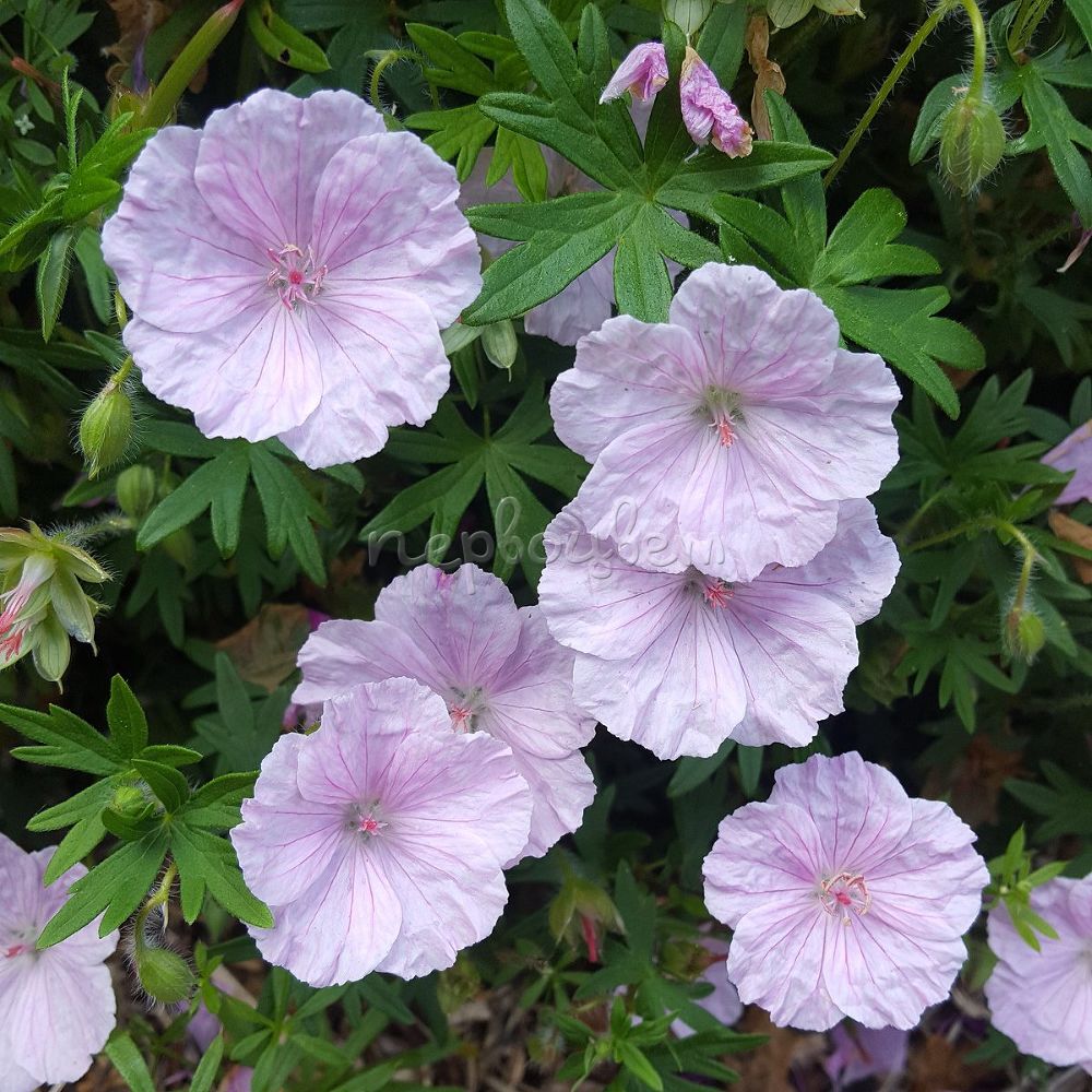 Герань стриатум (Geranium striatum)