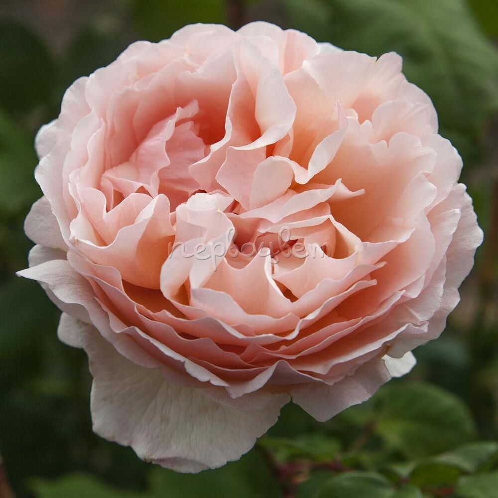 Роза чайно-гибридная принцесса Шарлен де Монако