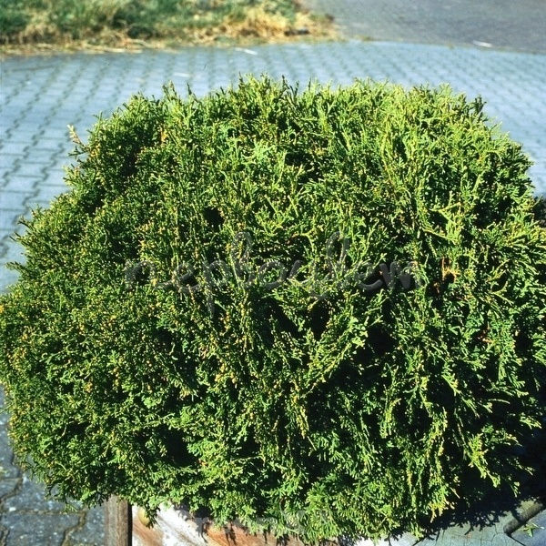 Туя оксиденталис гранулы. Туя Западная рекурва Нана. Thuja occidentalis recurva Nana. Туя Западная recurvata Nana. Thuja occidentalis recurvata.