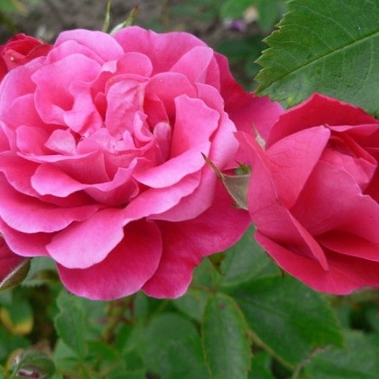 Джордж ванкувер роза фото