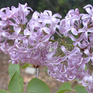 Сирень видовая hyacinthiflora California Rose