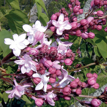 Сирень видовая hyacinthiflora Sweetheart